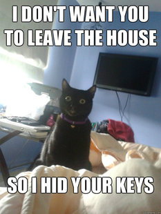 overly attached cat