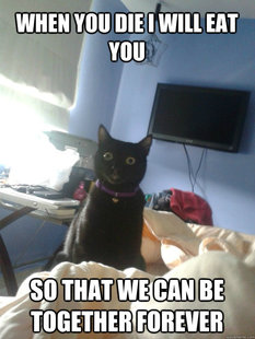 overly attached cat