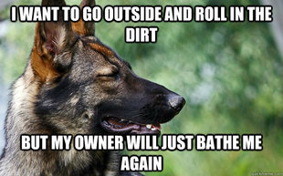First World Dog Problems