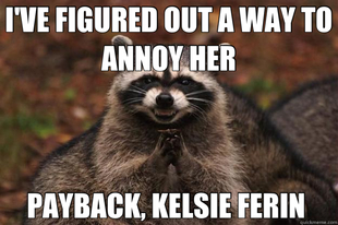 Evil Plotting Raccoon