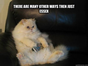 Disapproving TV Cat