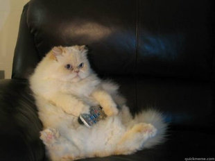 Disapproving TV Cat