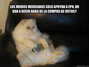 Disapproving TV Cat