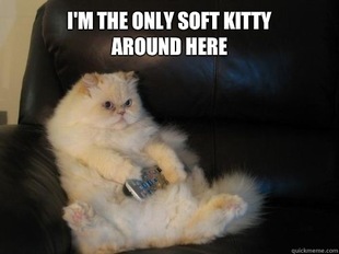 Disapproving TV Cat