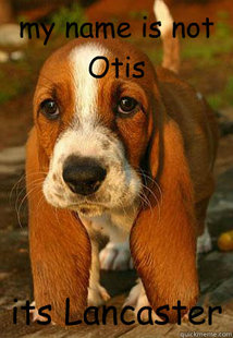 Unemployable Basset Hound Puppy