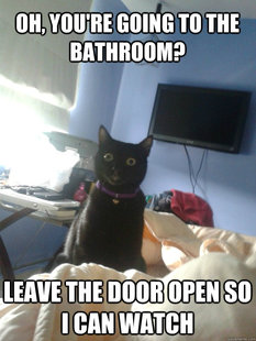 overly attached cat