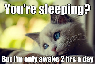 First World Cat Problems