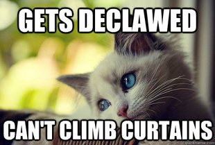 First World Cat Problems