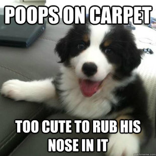 Ridiculously Photogenic Puppy