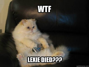 Disapproving TV Cat
