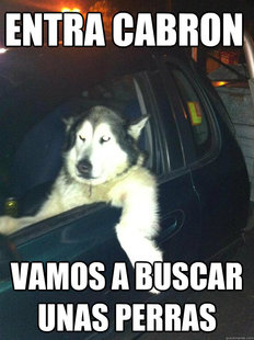 Mean Dog