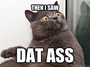 conspiracy cat