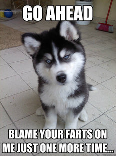 BAMF Pup