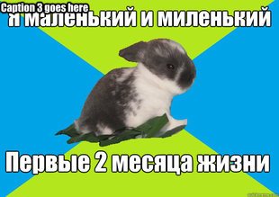 Little rabbit