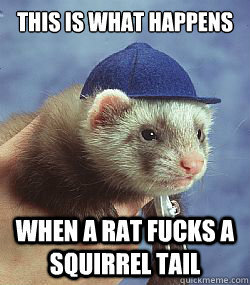 Scumbag ferret