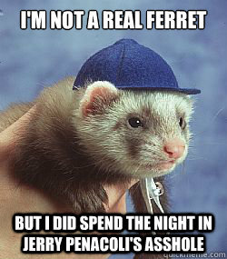 Scumbag ferret