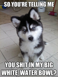 Skeptical Newborn Puppy