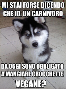 Skeptical Canine