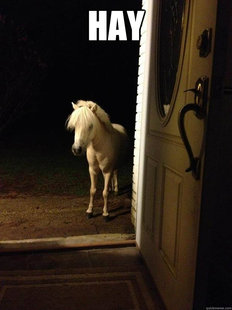 Neighborhood Nuisance