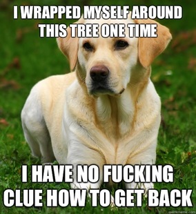 Dog Logic