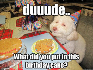 Stoned Birthday Dog