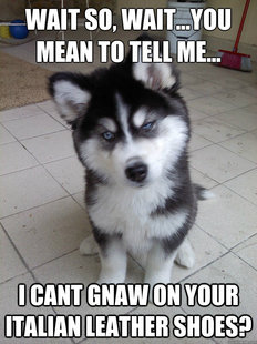 Skeptical Newborn Puppy