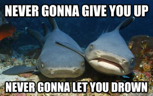 Compassionate Shark Friend