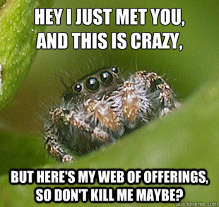 Misunderstood Spider