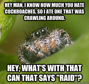 Misunderstood Spider