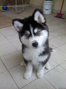 Skeptical Newborn Puppy