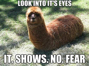 Alpacapillar