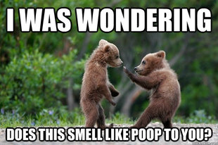 Karate Bear
