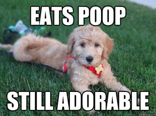 Ridiculously Photogenic Puppy