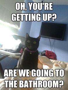 overly attached cat