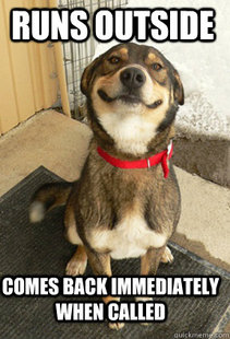Good Dog Greg