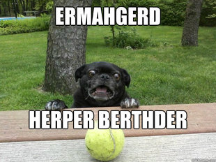 Berks Dog