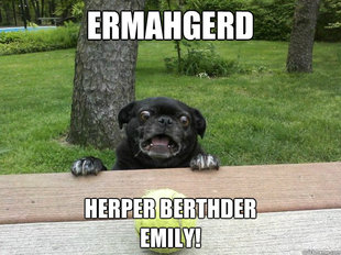 Berks Dog