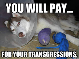 Angry Cone Dog