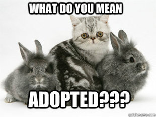 adopted kitteh bunneh