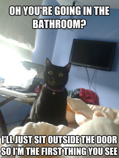 overly attached cat