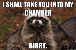 Evil Plotting Raccoon