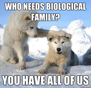 Caring Husky
