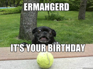 Berks Dog