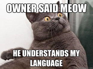 conspiracy cat
