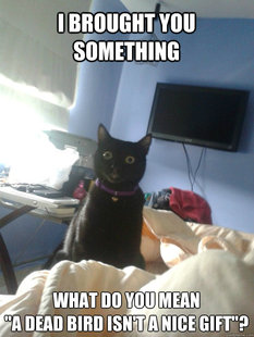 overly attached cat