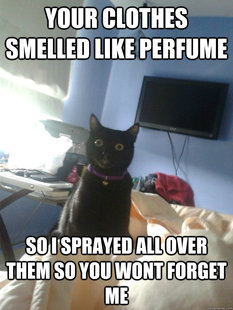 overly attached cat
