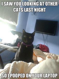 overly attached cat