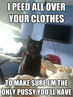 overly attached cat