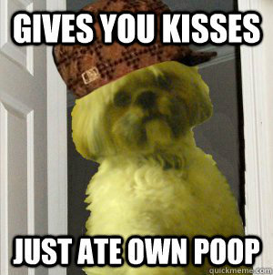 Scumbag Dog