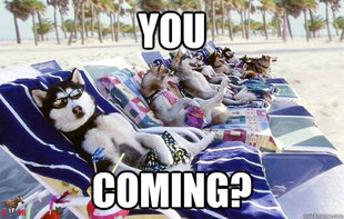 dogsonbeach
